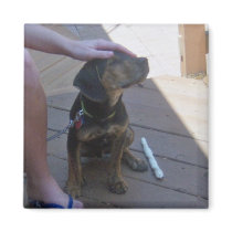 Beagle Hound Puppy 1 Fridge Magnet