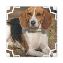 Beagle Hound Square Magnet