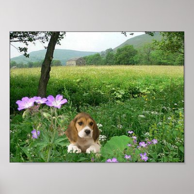 Beagle In The Meadow Poster by normagolden