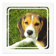 Beagle Invitation