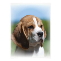 Beagle Invitations