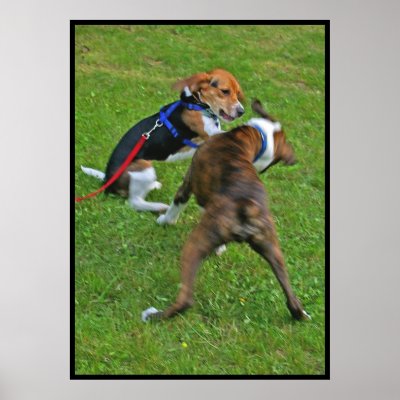 Beagle  Knocks Out Competition... by beverlytazangel