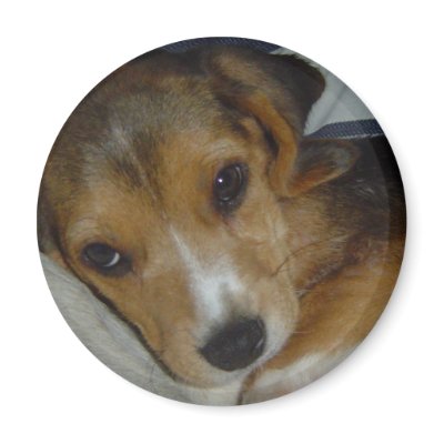 Beagle Magnet by beagles2