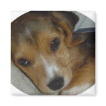 Beagle Magnet 2