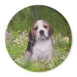 Beagle Magnet In Forest