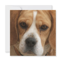 Beagle Picture Invitation