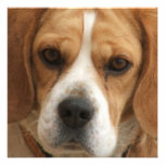 Beagle Picture Invitation