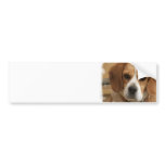 Beagle Pictures Bumper Sticker