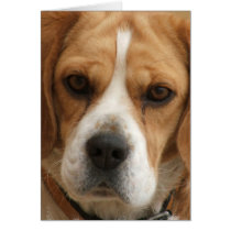 Beagle Pictures Greeting Card