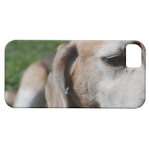 beagle portrait