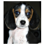 Beagle Portrait t-shirts