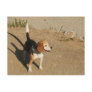 Beagle Postcards