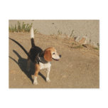 Beagle postcards