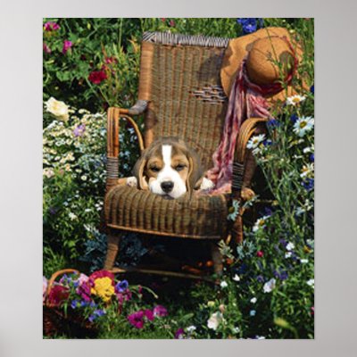 Beagle Poster In The Garden Chair by normagolden