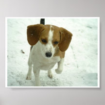 Beagle Print