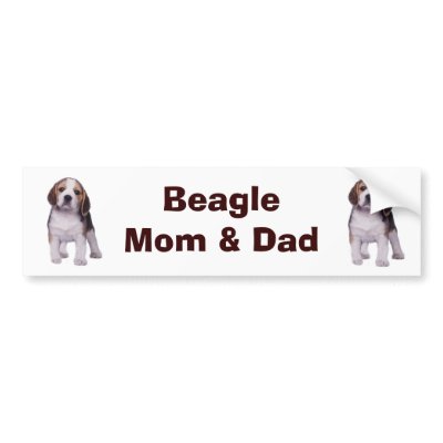 Beagle Pup Bumper Sticker by normagolden