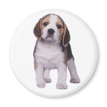 Beagle Pup Magnet