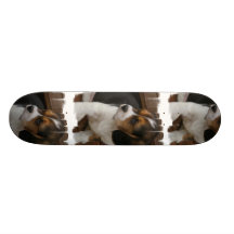 Beagle Pup on a Skateboard
