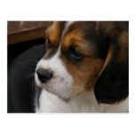 Beagle Pup Postcard