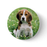 Beagle Puppy