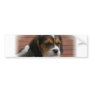 Beagle Puppy Dog Bumper Sticker