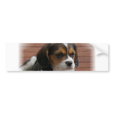 Beagle Puppy Dog Bumper Sticker by DogPoundGifts