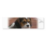 Beagle Puppy Dog Bumper Sticker bumper stickers