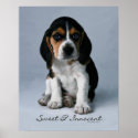 Beagle Puppy Dog Poster posters