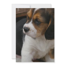 Beagle Puppy Invitation