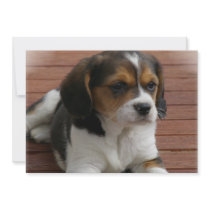 Beagle Puppy Invitation