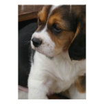 Beagle Puppy Invitation