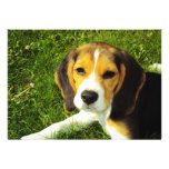 Beagle Puppy Invitation