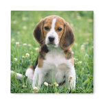 Beagle Puppy magnets