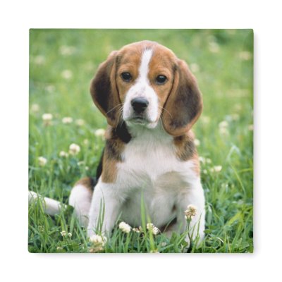 Beagle Puppy Magnet by MuseMagic