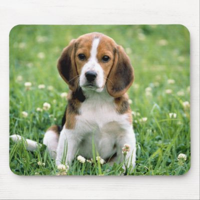 Beagle Puppy by MuseMagic