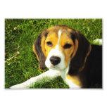 Beagle Puppy Photo