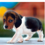 Beagle Puppy Photo Sculpture