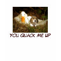 Beagle Puppy You Quack Me Up T-Shirt