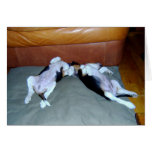 Beagle Pups Lounging Greeting Card
