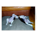 Beagle Pups Lounging cards