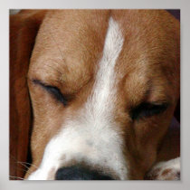 Beagle Snoozing Print