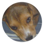 Beagle sticker