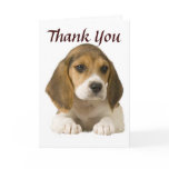 Beagle Thank You Card