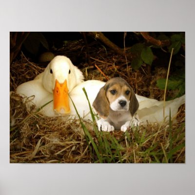 Beagle With Duck Poster by normagolden