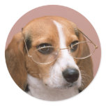 Beagle with Glasses