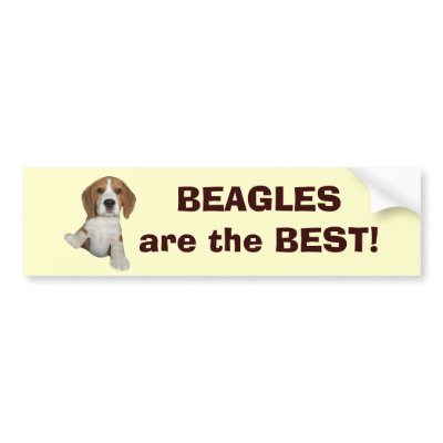 Beagles Are The Best Bumper Sticker by normagolden