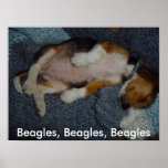 Beagles, Beagles, Beagles framed picture posters