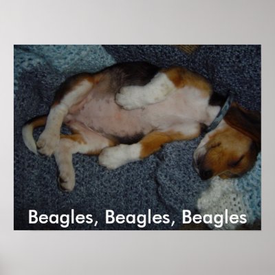 Beagles, Beagles, Beagles framed picture by pugsandbeagles