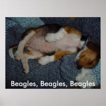 Beagles, Beagles, Beagles framed picture Poster