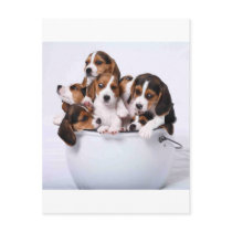 Beagles in Bucket Post Cards